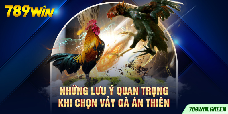 Những lưu ý quan trọng khi chọn vảy gà Án Thiên Những lưu ý quan trọng khi chọn vảy gà Án Thiên